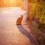 Самотна котка на пътя