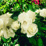 Бели рози