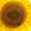 слънчоглед и пчели