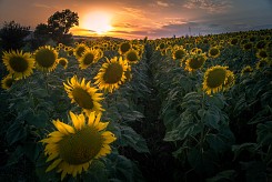 Sunflowers impression