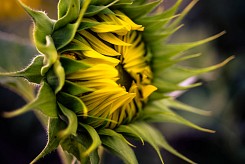 Sunflower 1