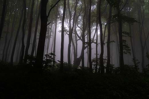 Мъгла в гората