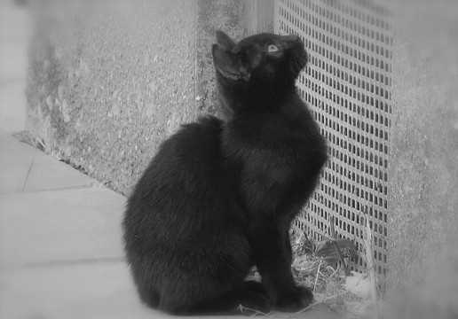 Малко черно коте.
