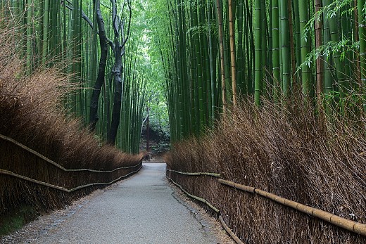 Бамбуковата гора в Арашияма, Киото