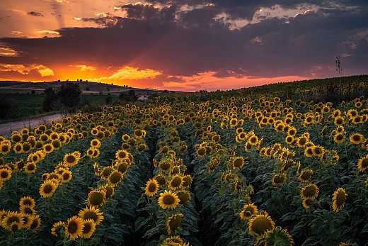 Sunset on sunflowers field