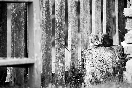 И съм пухкав, и съм див...