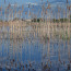 Езерото край Шишманци - папрати огледално