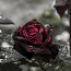 Сълзите на розата