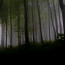 Мъгла в гората2