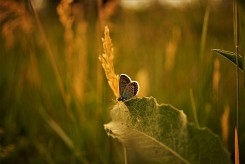 Залезът и пеперудата