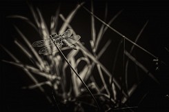 Dragonfly