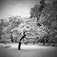 snowy tree 