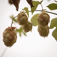 Hop cones of october