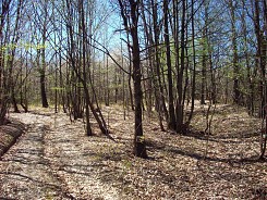 Слънчев ден в гората