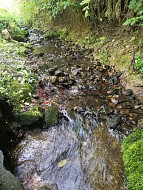 Nature 