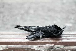 Мъртва птица