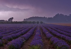 лавандулови настроения 