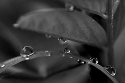 water drops