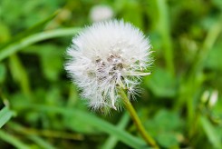 Dandelion