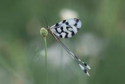 Лентокрилка (Nemoptera sinuata)