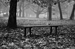 bench in the park