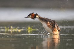 Водни пръски 