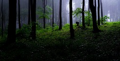 Мъгла в гората