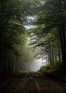 Път в мъглата