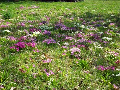 Цветна дъга