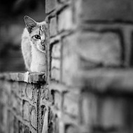 Девет живота и половина 