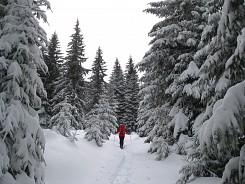 Разходка в гората