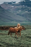 Исландски коне