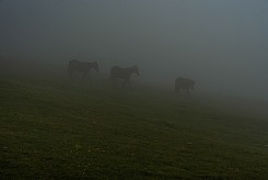 Коне в мъглата на 2м от връх Ботев 