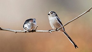 WILDLIFE фотография - лекция с Веселин Граматиков  / 21.11.2016, 18:30 ч. / Варна
