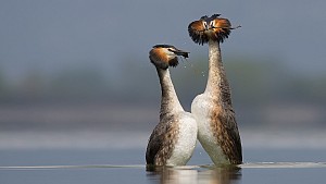 Wildlife фотография – лекция със Светослав Цветанов /10.11.2016, 18:30 г. / София