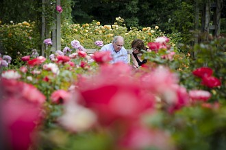 Bed of Roses