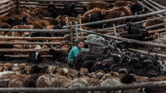 Казахско момиче - номад от Западна Монголия