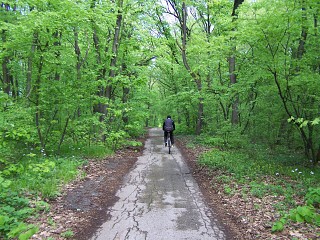 Там, в гората