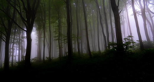 Мъгла в гората2