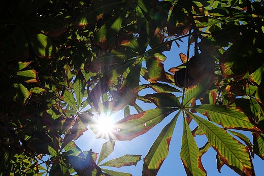 Under the crow of the chestnut tree