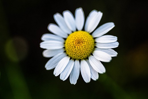 Daisy