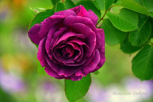 Една българска роза