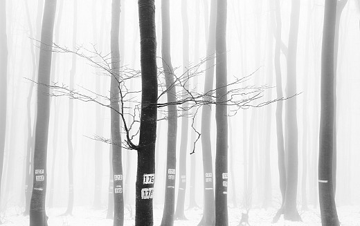 Abstract in the winter fog