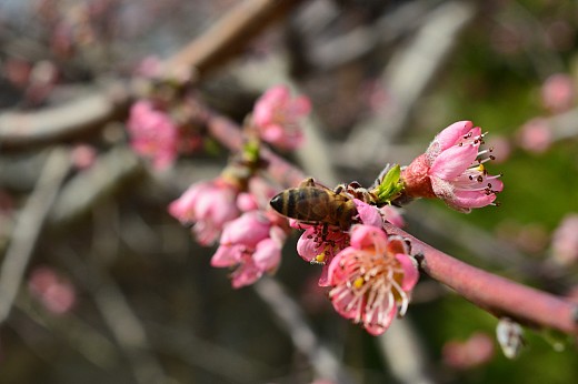 работлива пчеличка през пролетта