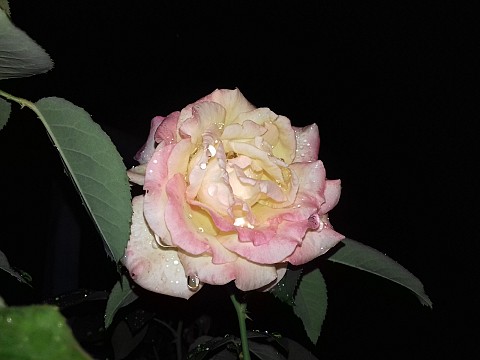 Роза в дъжд