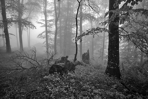 мъгла в гората