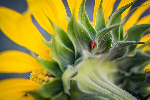 Sunflower 3