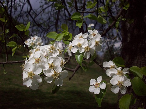 Пролетно бяло