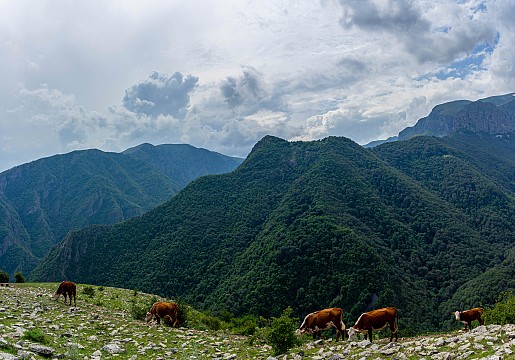 Щастливи крави в Централен Балкан