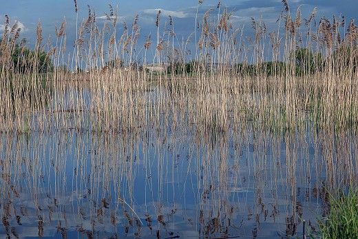 Езерото край Шишманци - папрати огледално